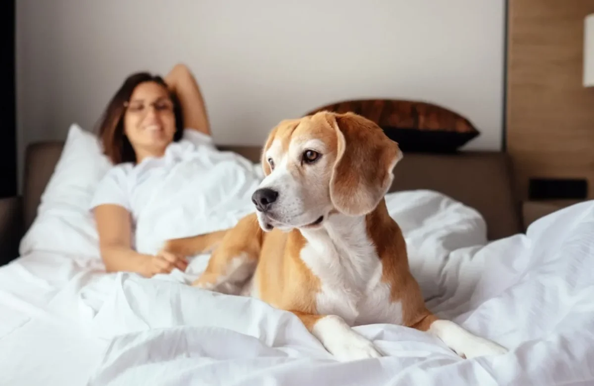 Pet-Friendly Wellness Hotels: Holistic Getaways for You and Your Furry Friend