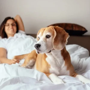Pet-Friendly Wellness Hotels: Holistic Getaways for You and Your Furry Friend