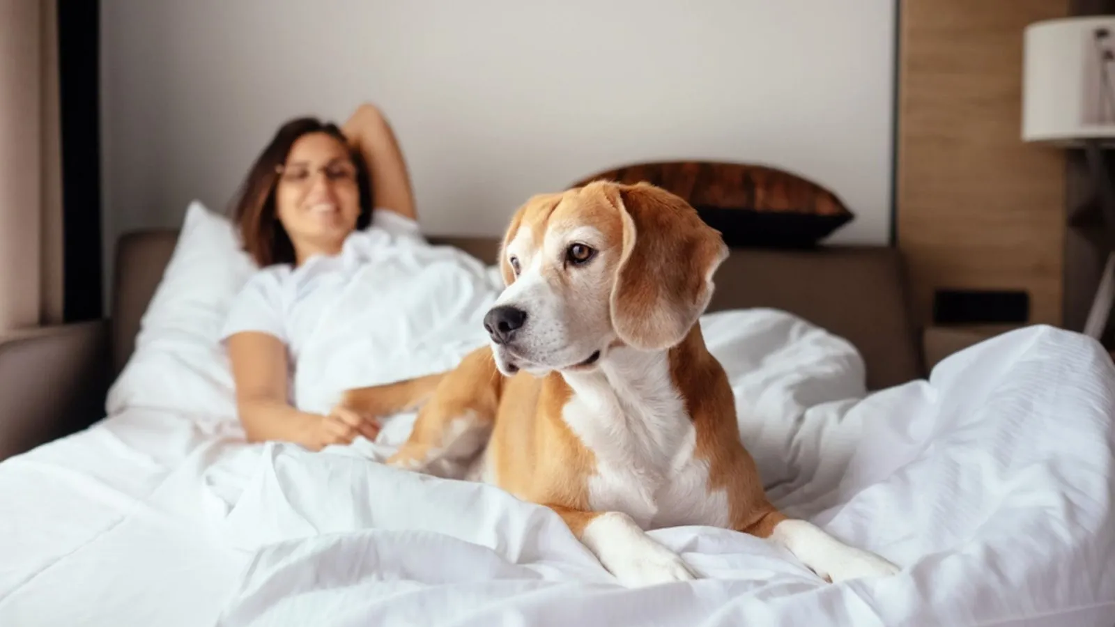  Pet-Friendly Wellness Hotels: Holistic Getaways for You and Your Furry Friend